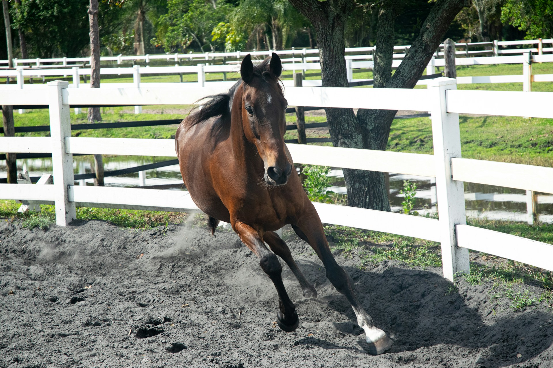 Equine 1