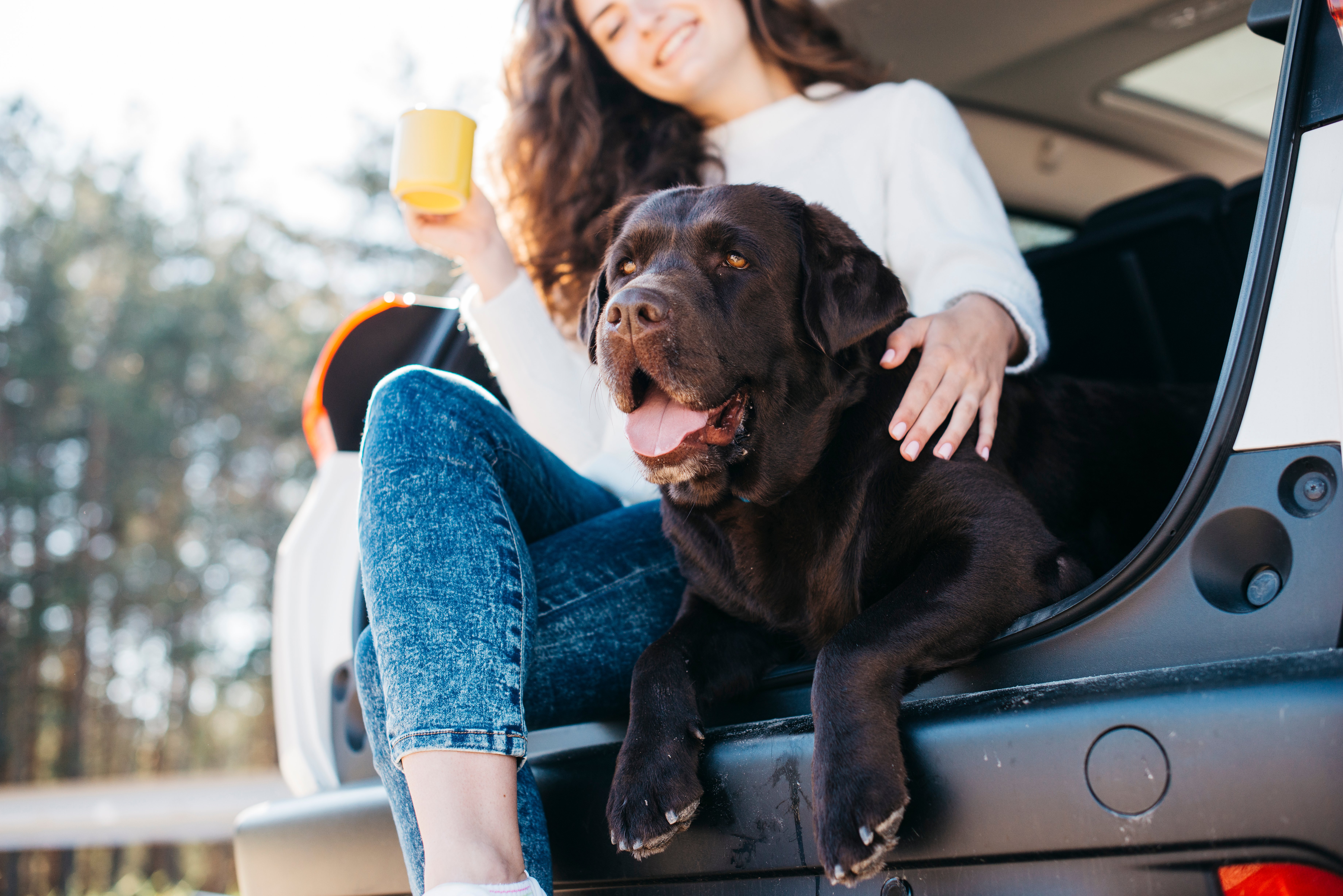 big-black-dog-car-1