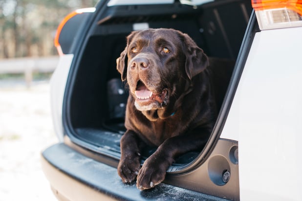 dog-relaxing-open-trunk
