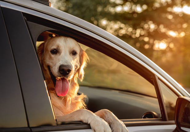 golden-retriever-dog-looking-open-car-window-travel-sitting-front-seat