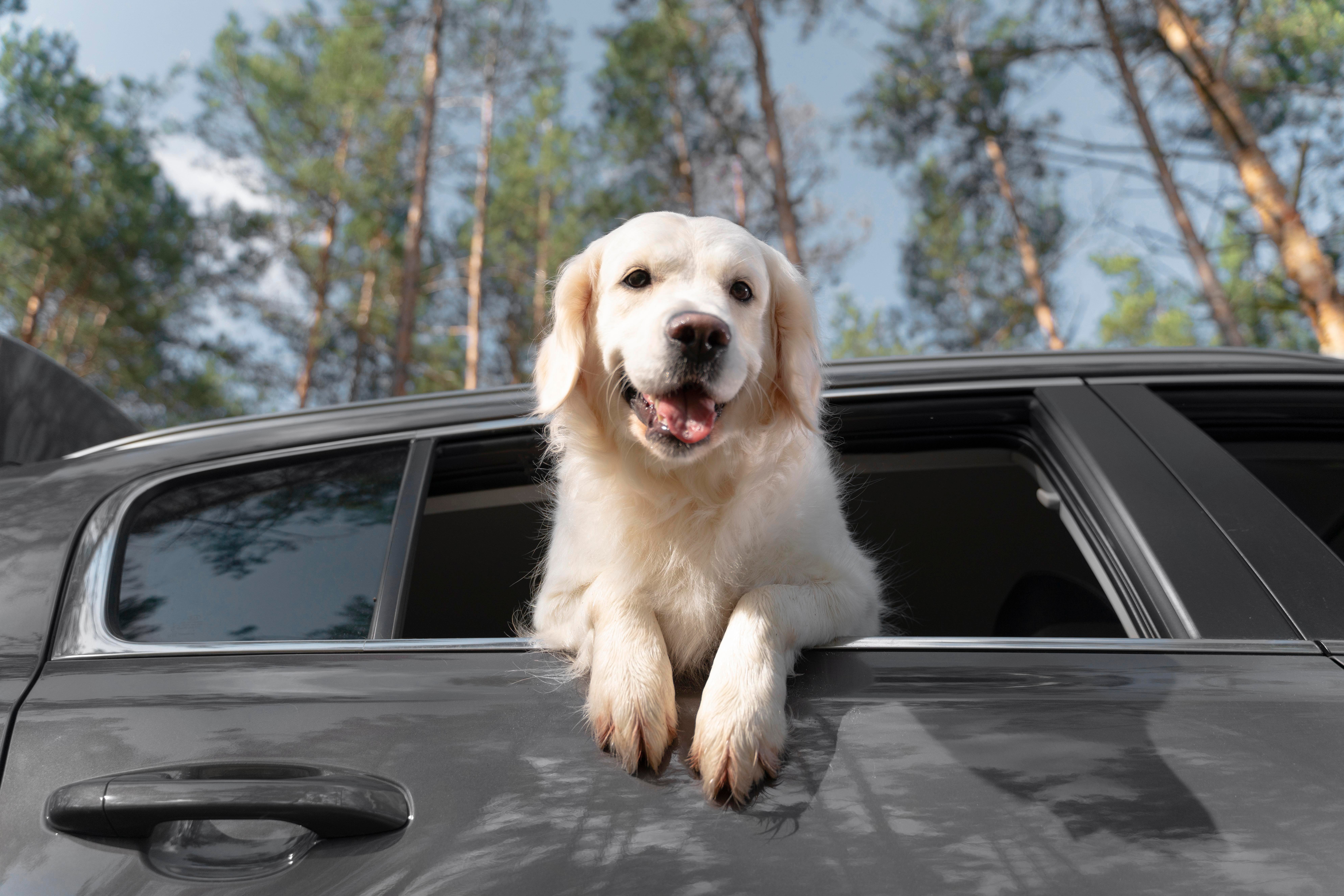 low-angle-happy-dog-car